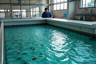 Advanced Shrimp Farm